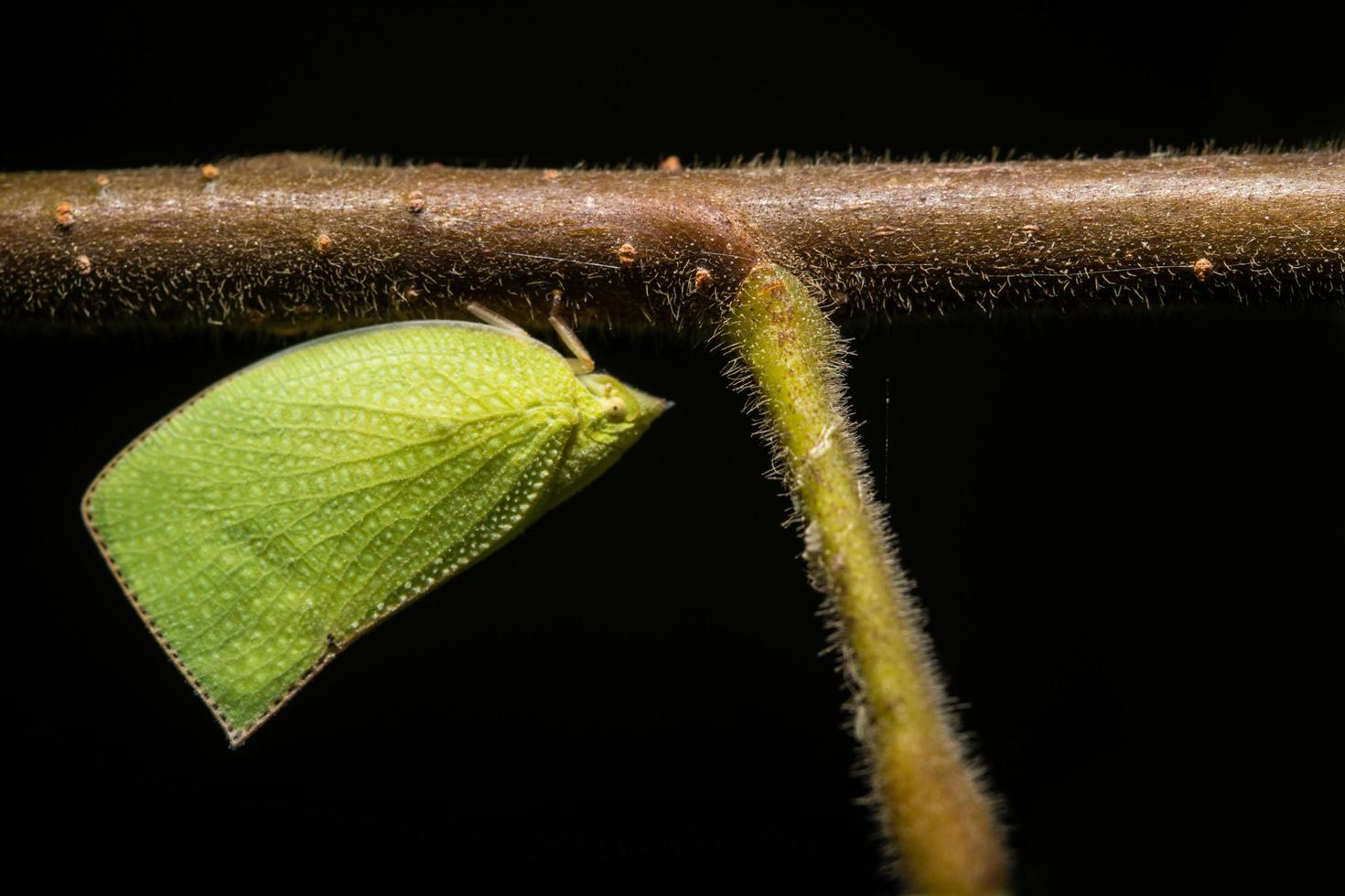 grüner Schmetterling auf einem Baum foto