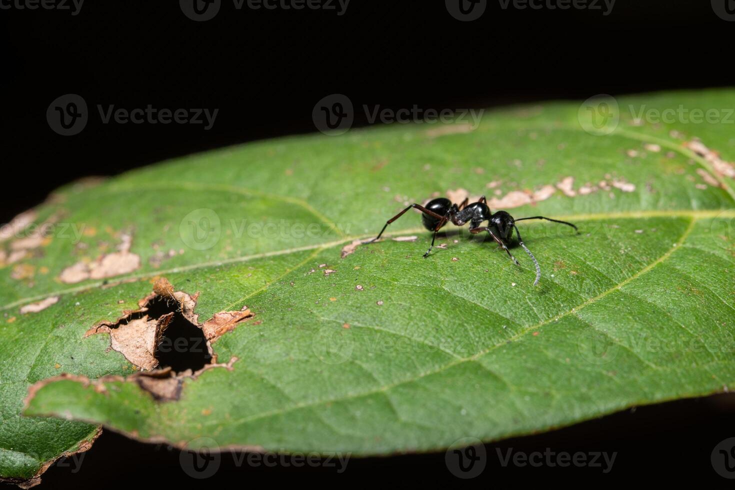 schwarze Ameise auf einem Blatt foto