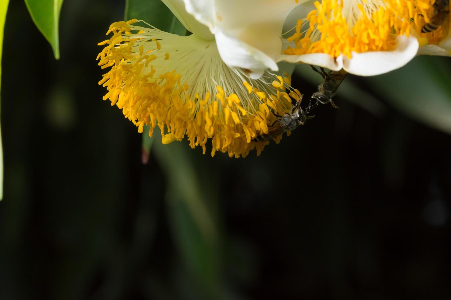 Bienen auf einer gelben Blume foto