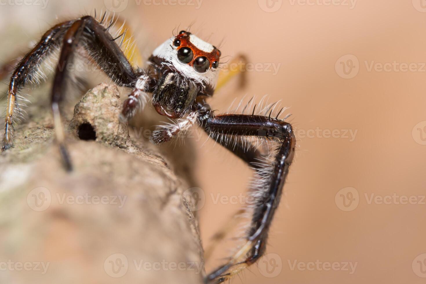 Spinne auf einem Baum foto