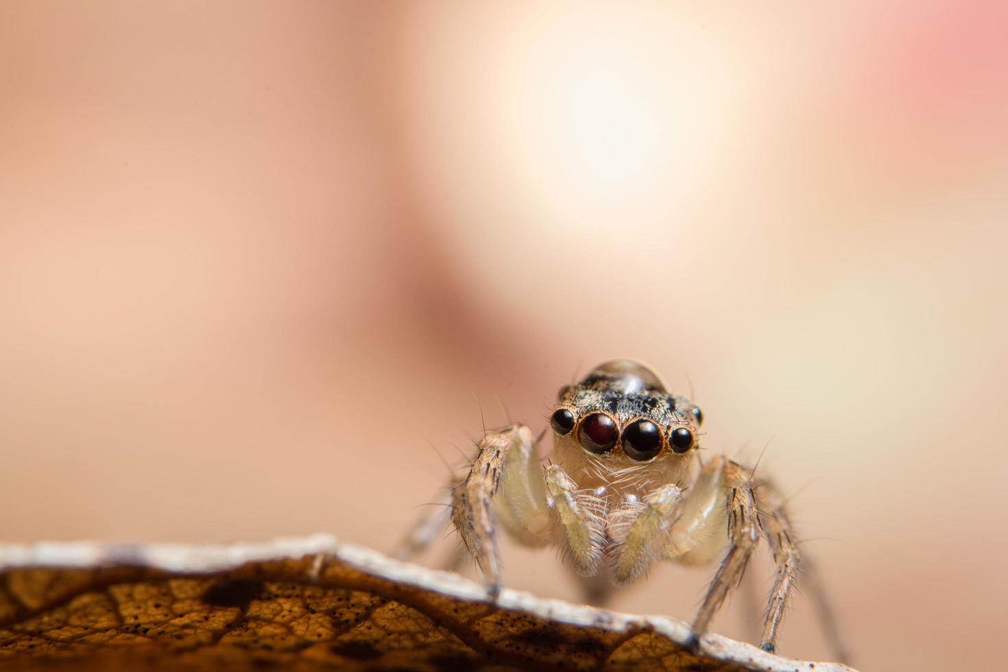 Spinne auf einem trockenen Blatt foto