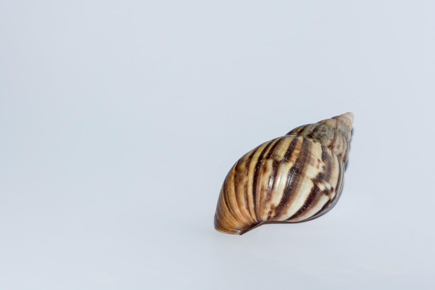 Muschel auf weißem Hintergrund foto