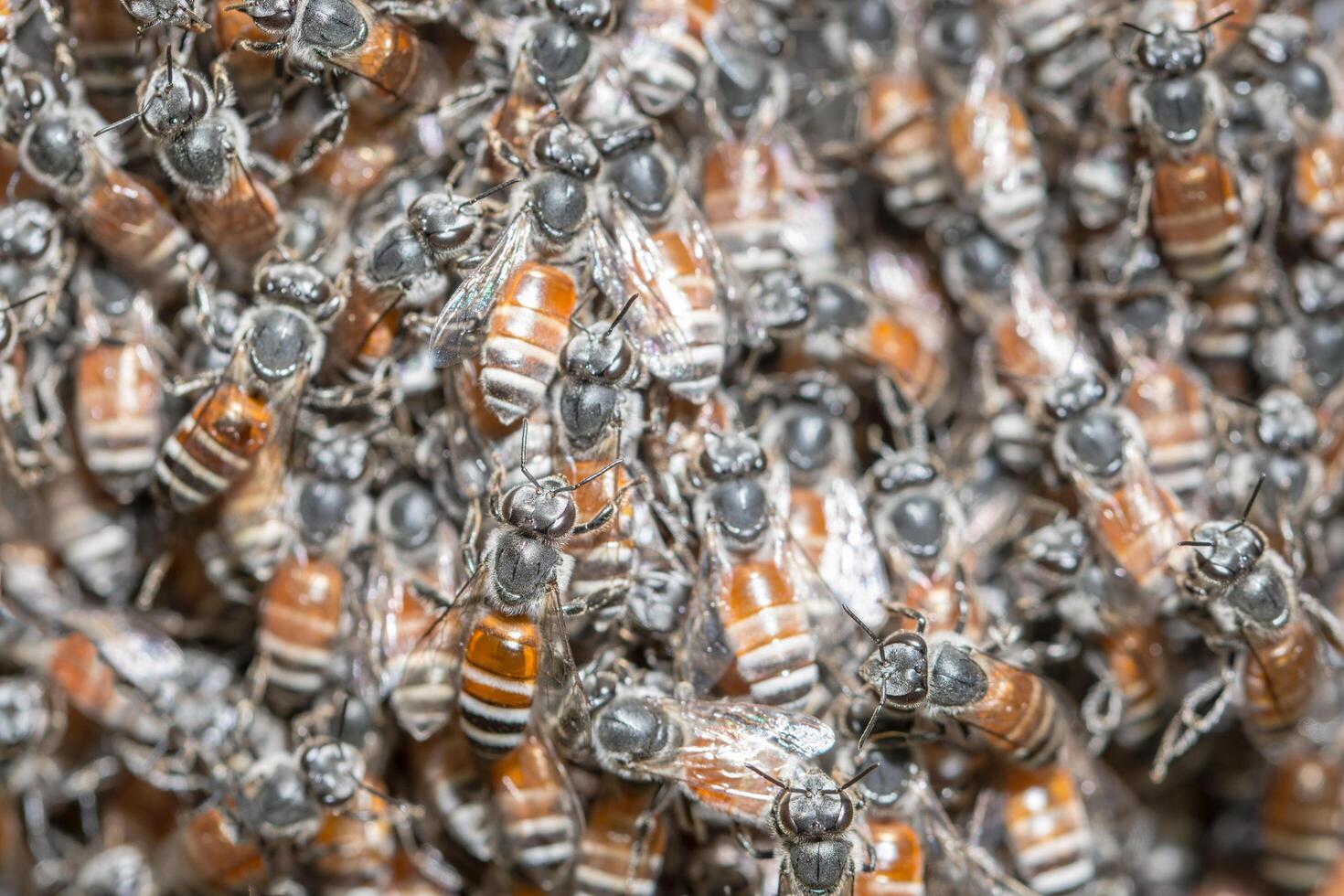 Bienenmenge Nahaufnahme foto