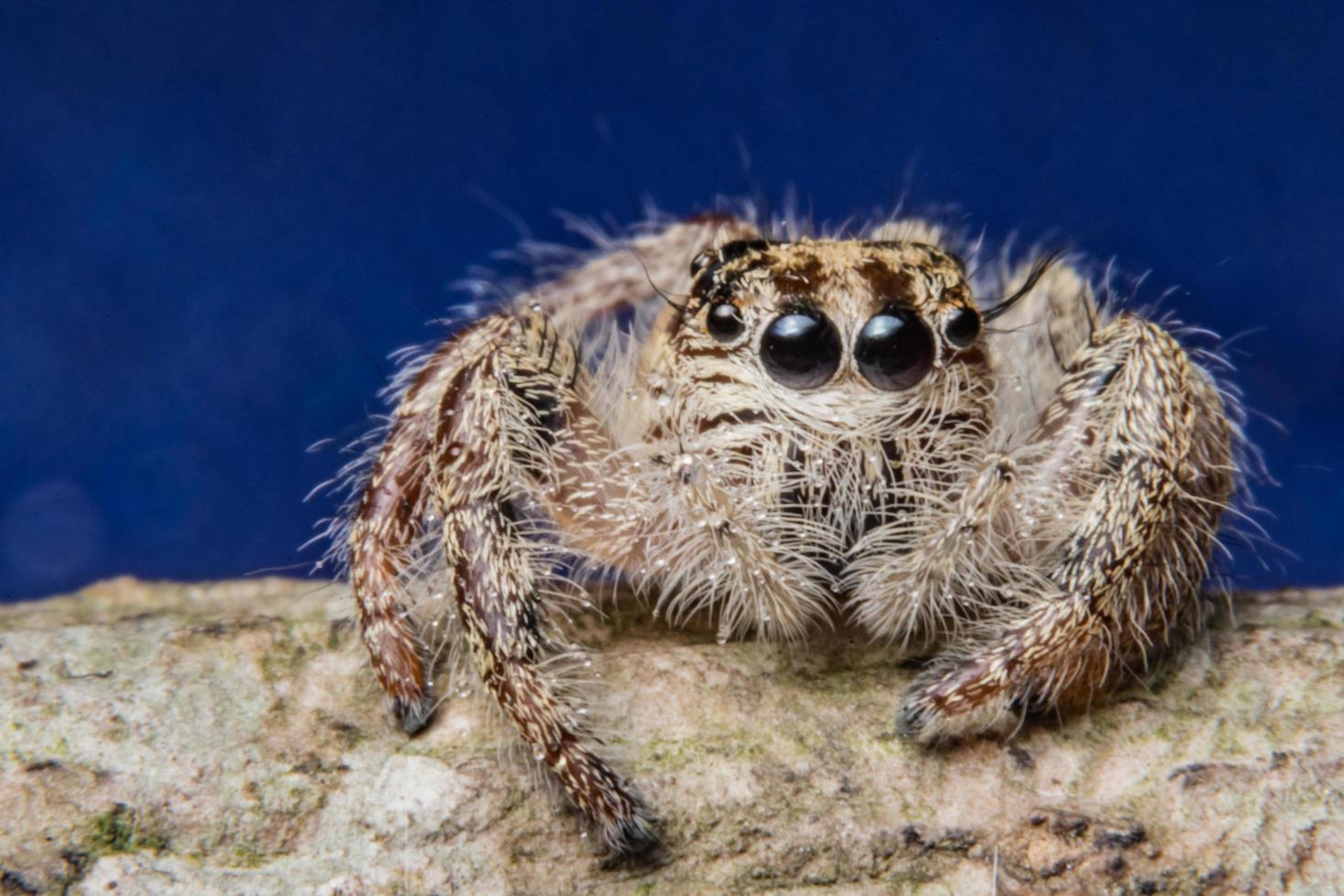 Spinne auf einem Ast foto