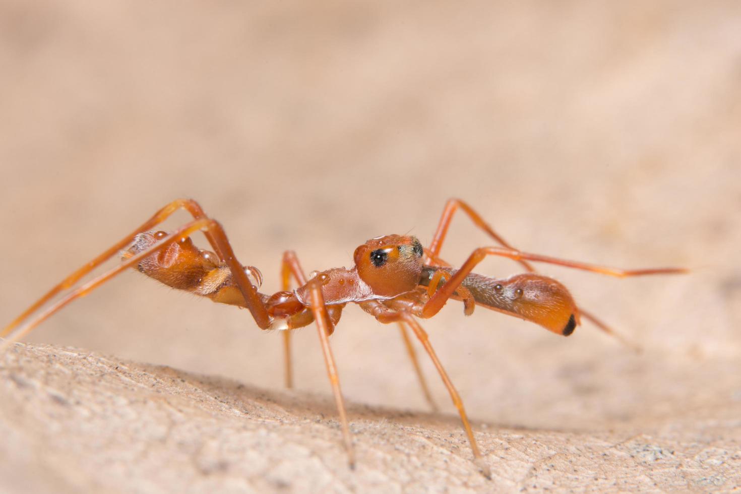 Kerengga Ameisen-ähnliche Pulloverspinne foto