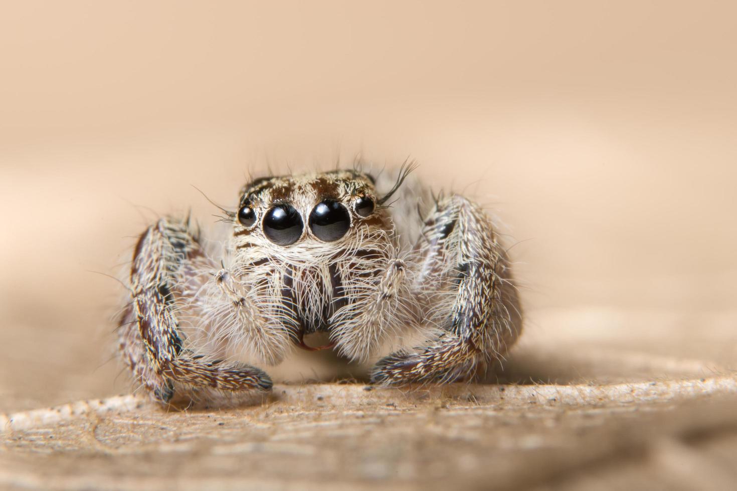 Spinne auf einem trockenen Blatt foto