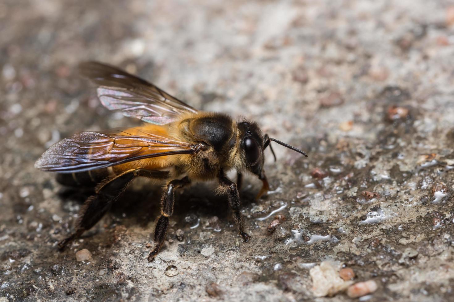 königliche Biene Nahaufnahmefoto foto