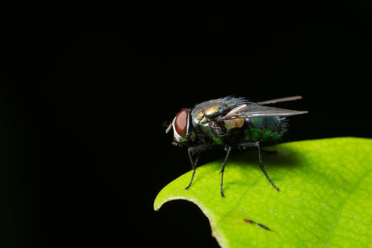 auf einem Blatt fliegen foto