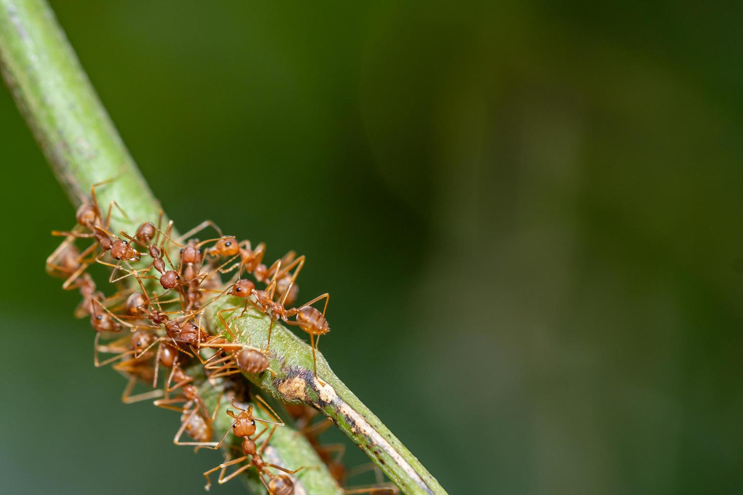 Ameisen auf einem Ast foto