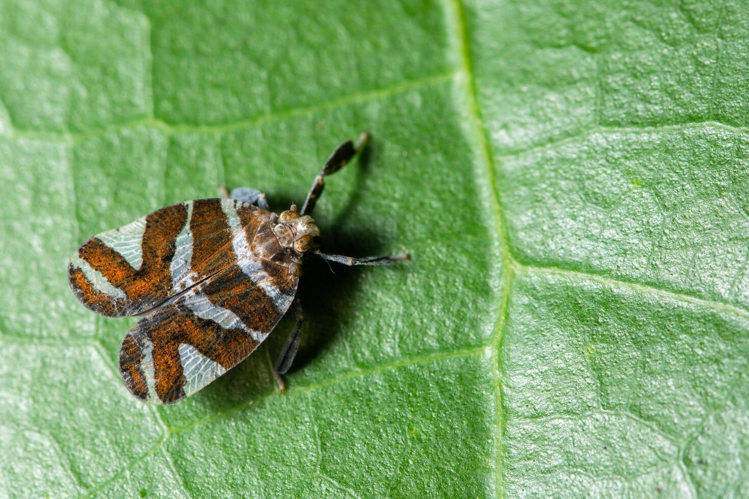 Schmetterling auf einem Blatt foto