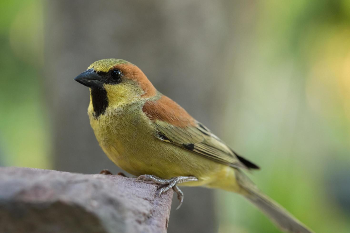 Vogel auf einem Felsen foto