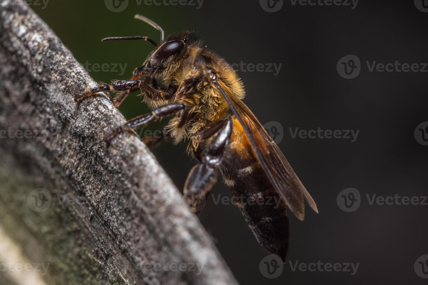 königliche Biene Nahaufnahmefoto foto