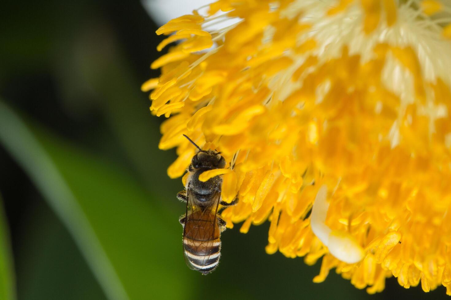 Biene auf einer gelben Blume. foto