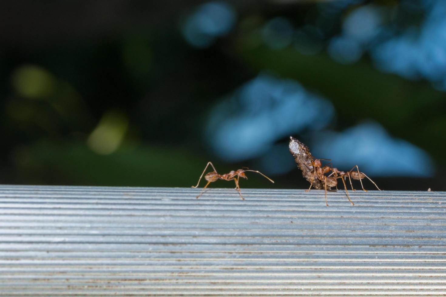 rote Ameise, Nahaufnahmefoto foto