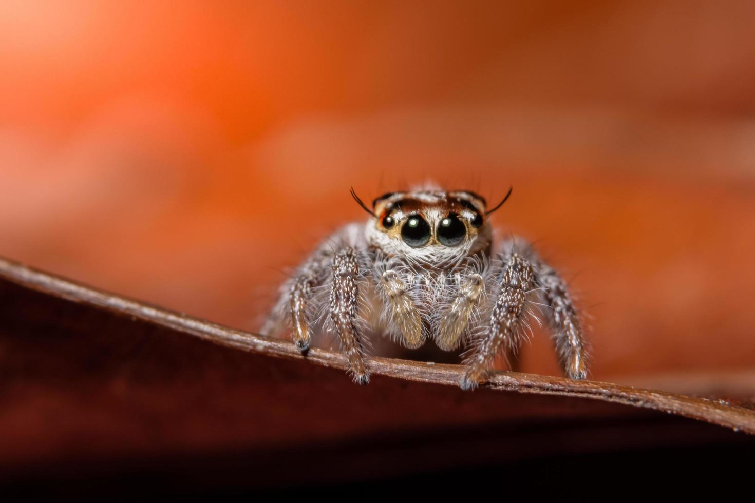 Spinne auf einem trockenen Blatt foto