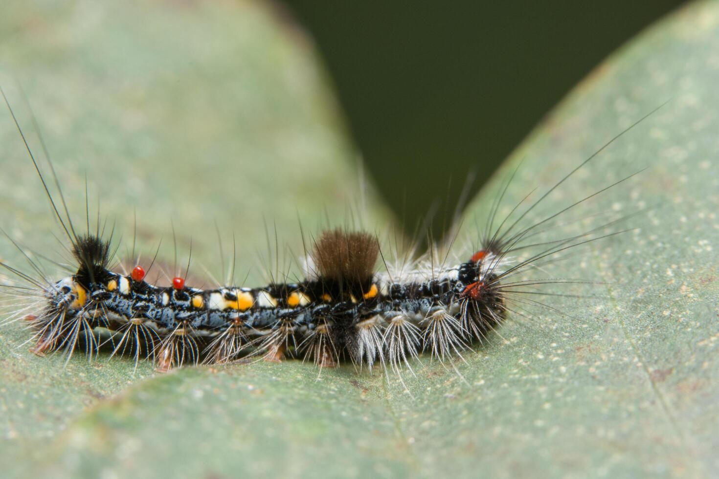 Wurm auf einem Blatt, Nahaufnahmefoto foto