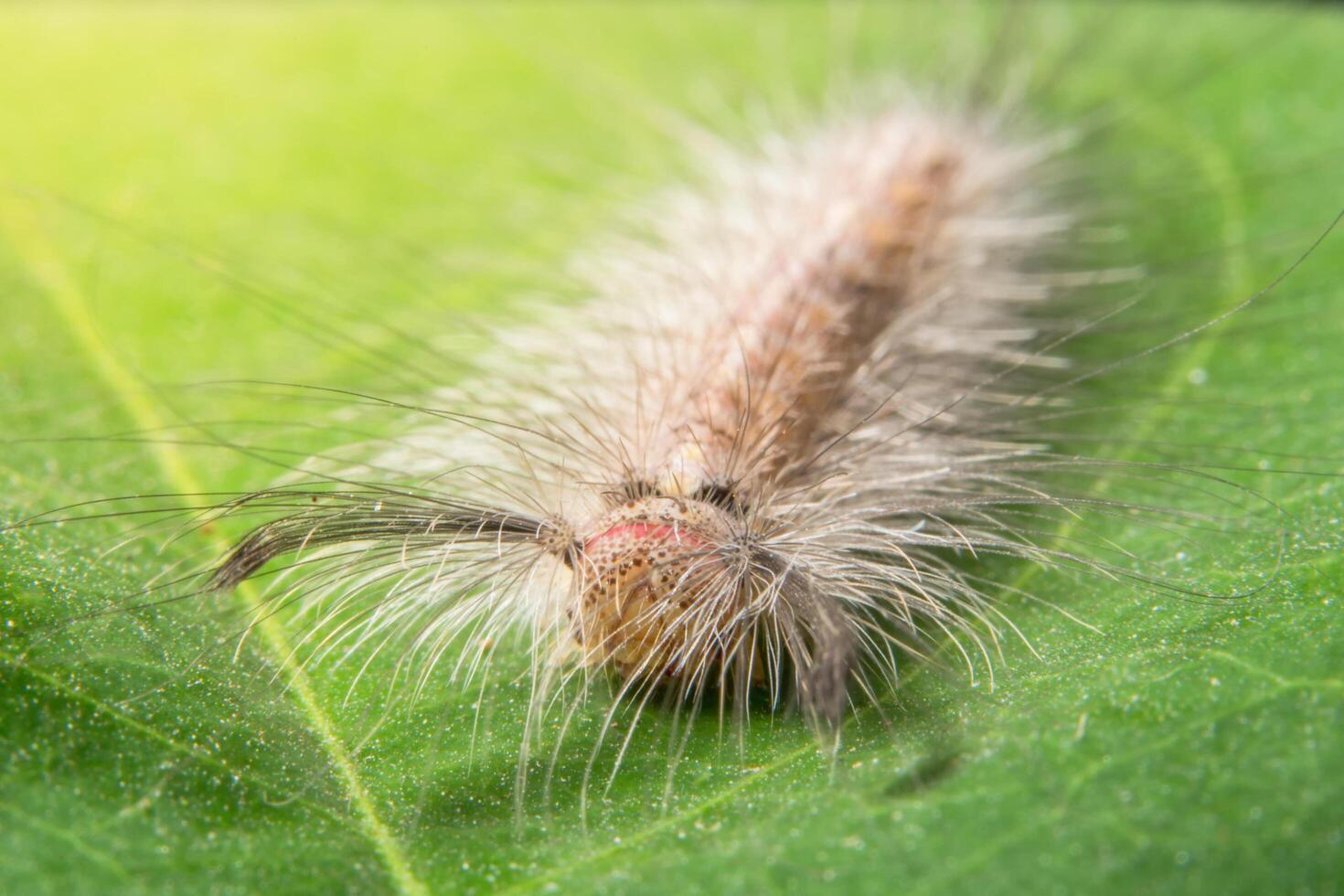 Wurm auf einem Blatt, Nahaufnahmefoto foto