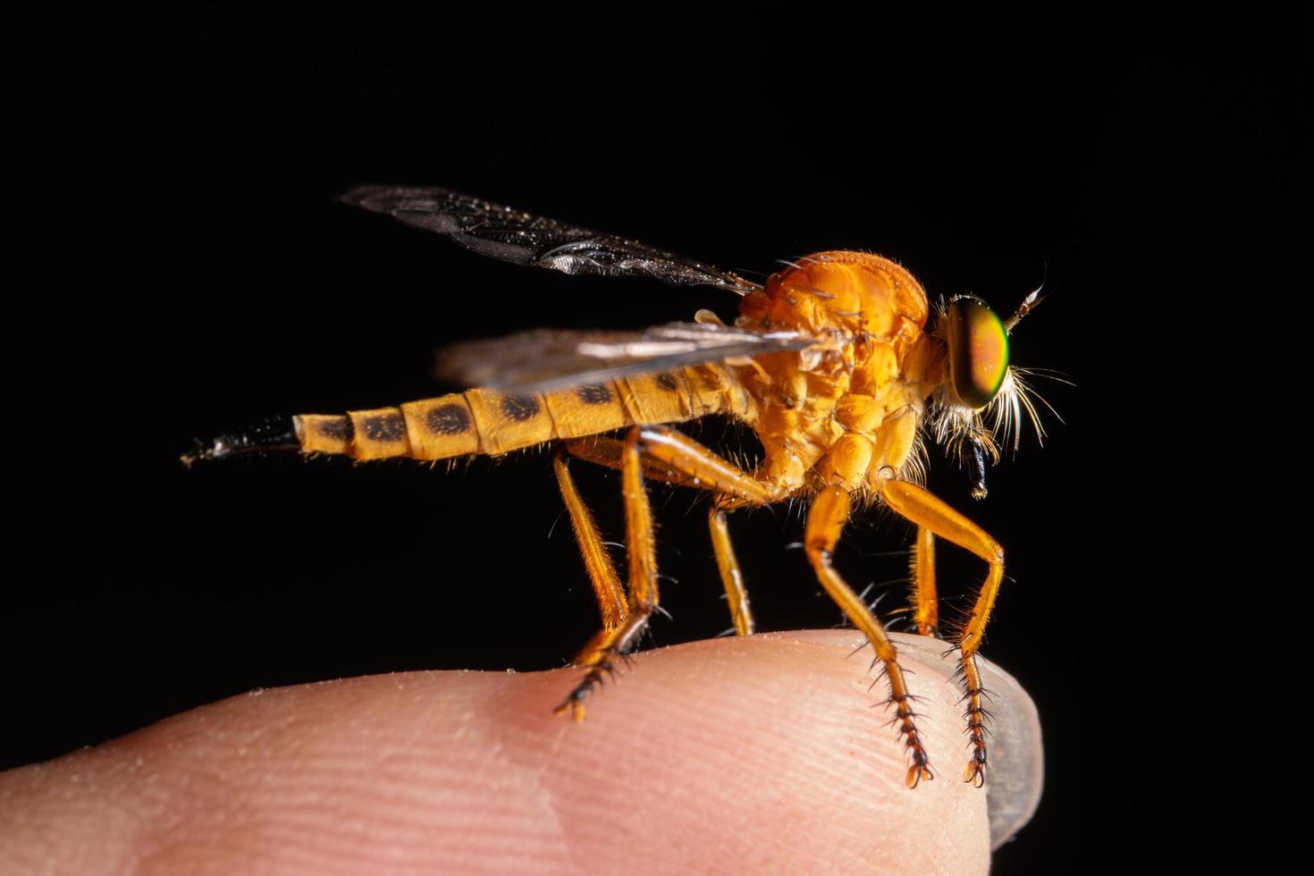 Räuberfliege, Makrofoto foto