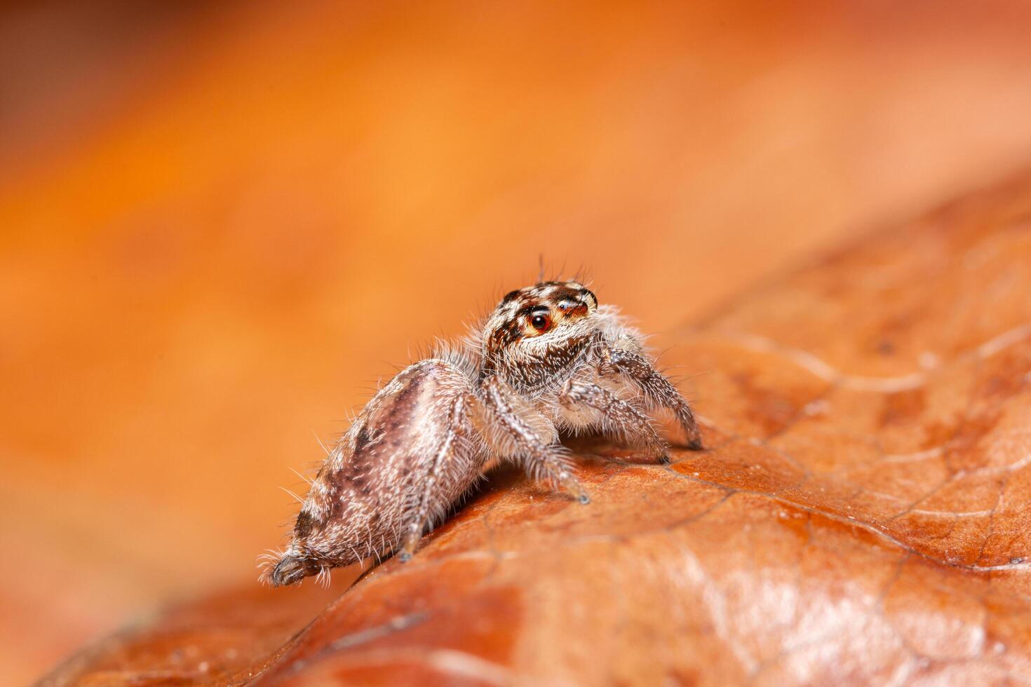 Spinne auf einem trockenen Blatt foto