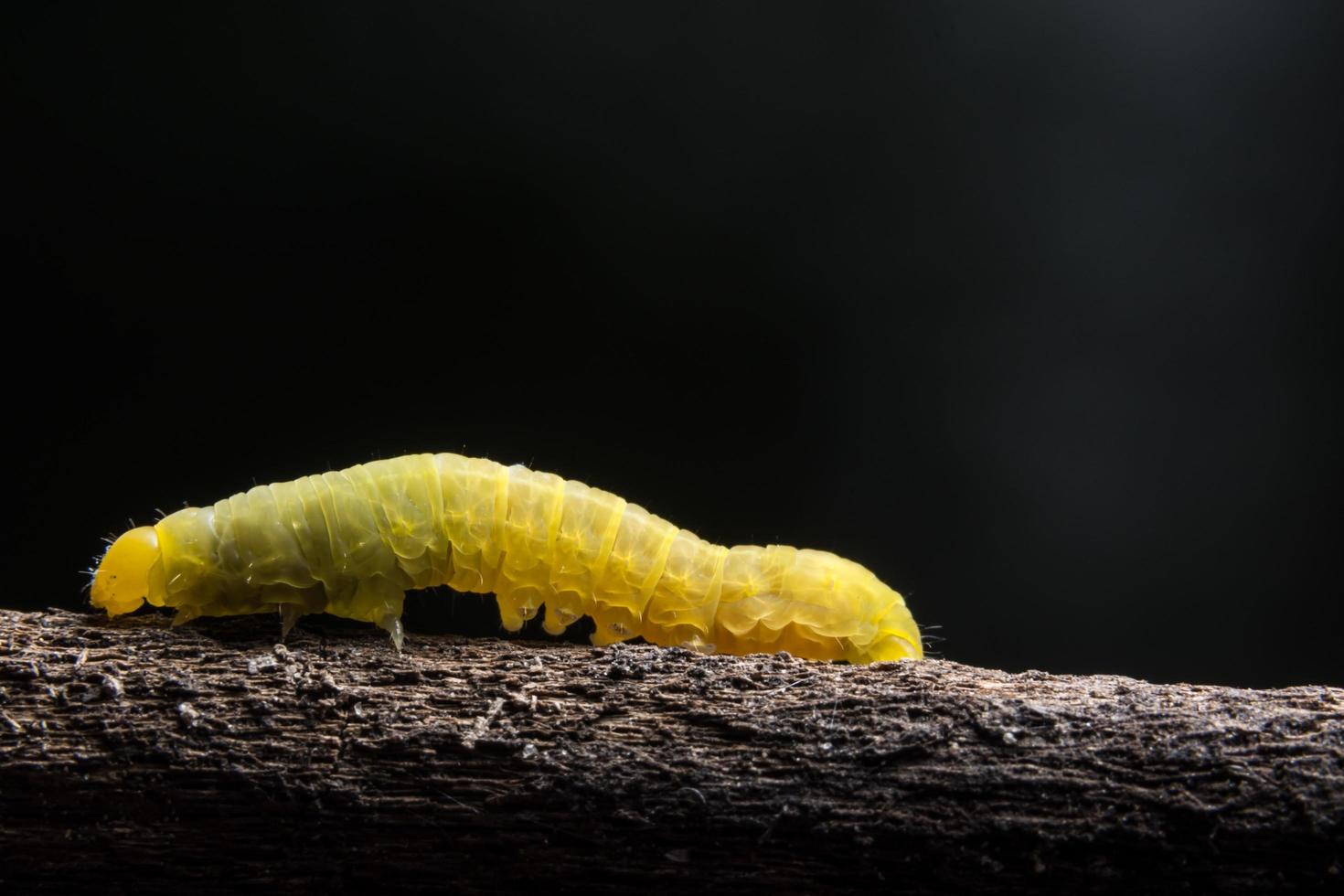 Wurm auf einem Ast foto