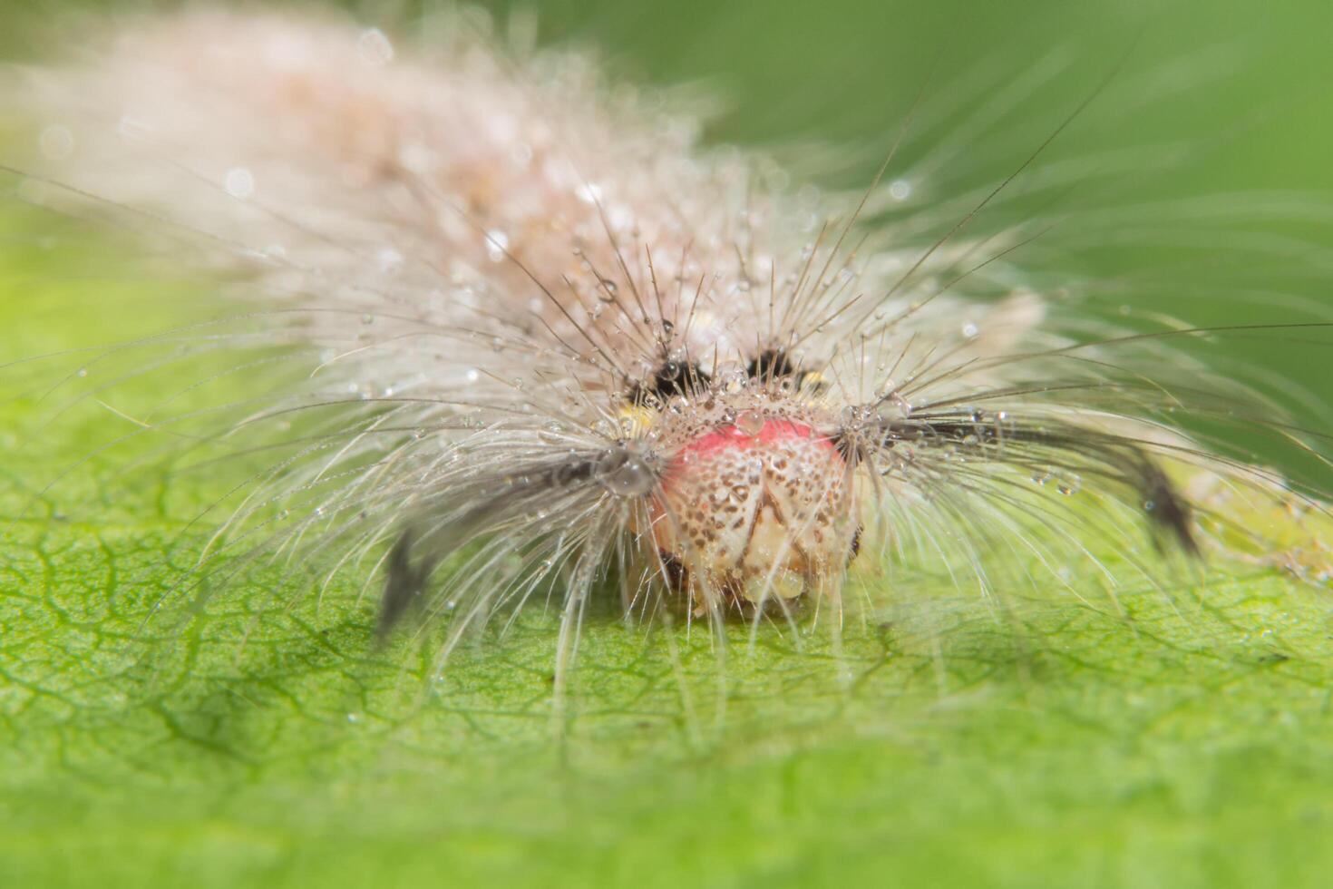 Wurm auf einem Blatt, Nahaufnahmefoto foto