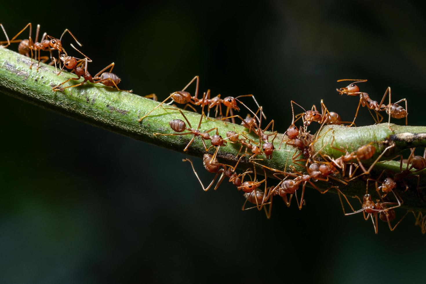 Ameisen auf einer Pflanze foto