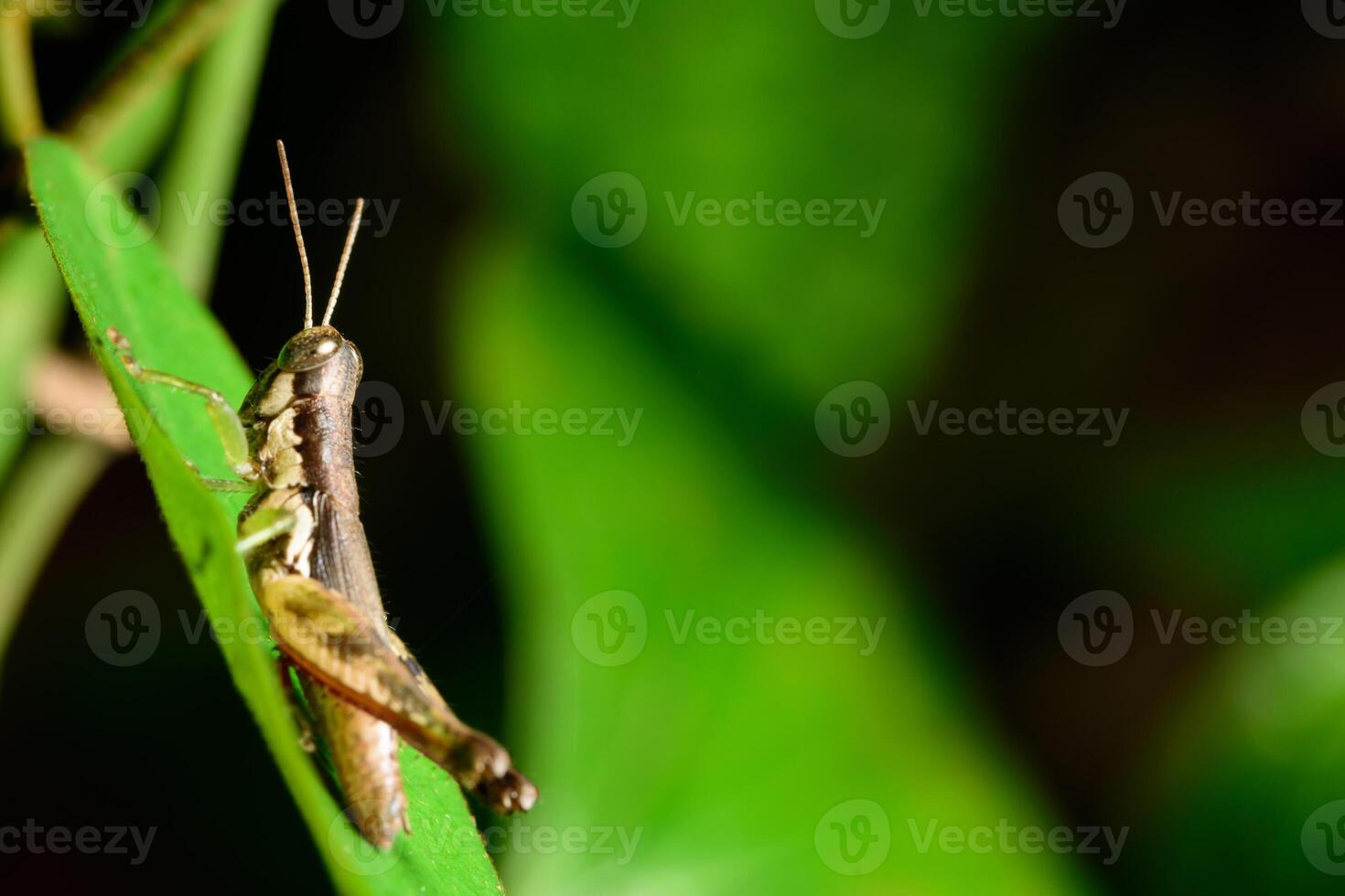 Heuschrecke auf einem Blatt, Nahaufnahme foto