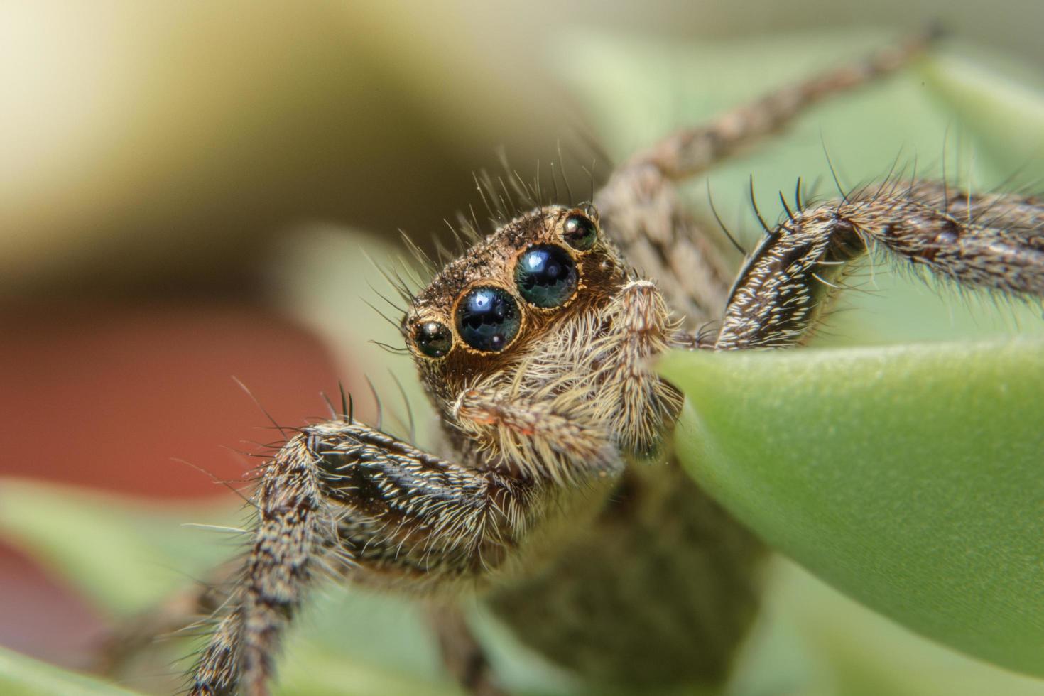 Spinne auf einem grünen Blatt foto