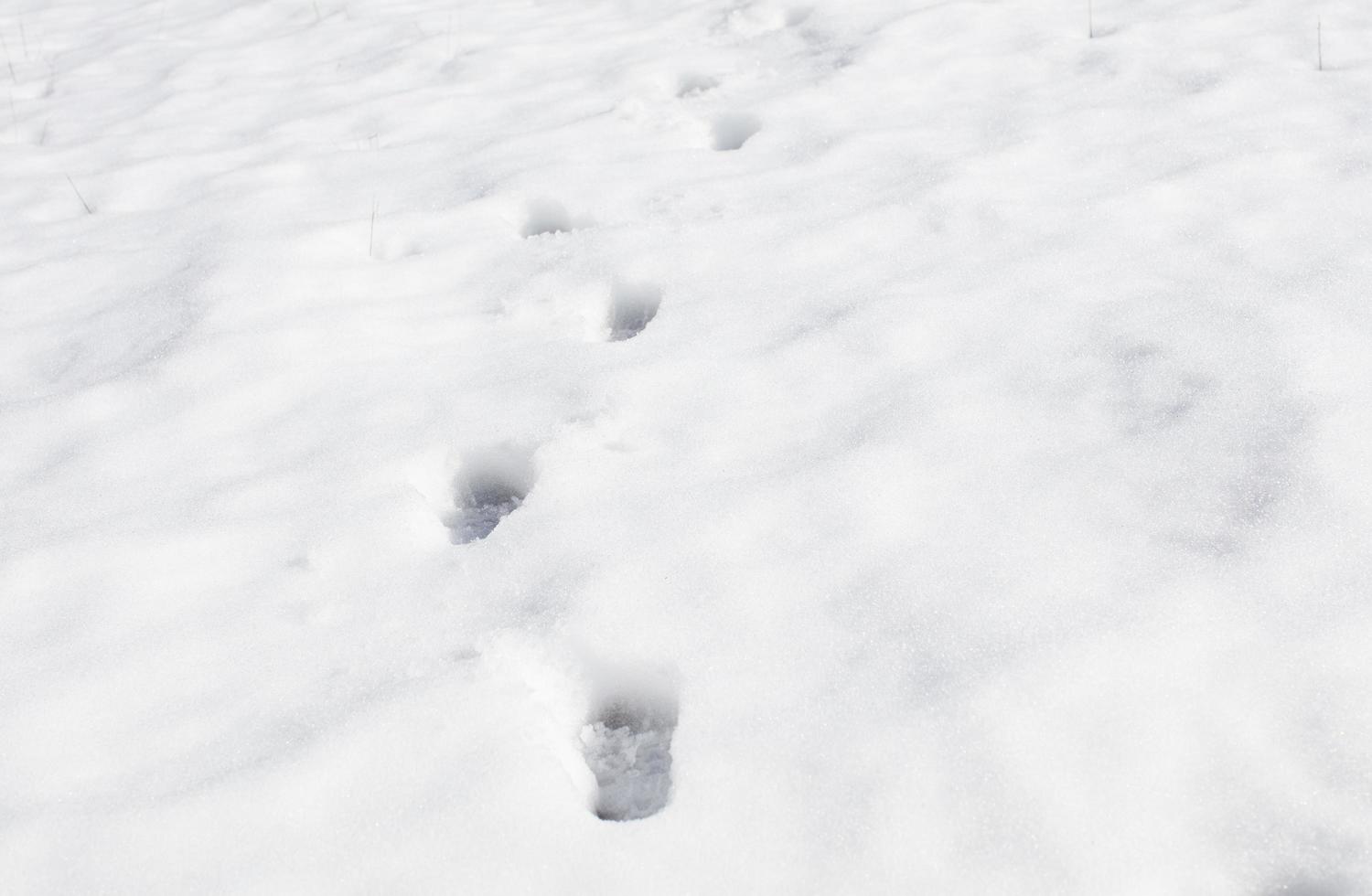 Fußspuren im Schnee foto