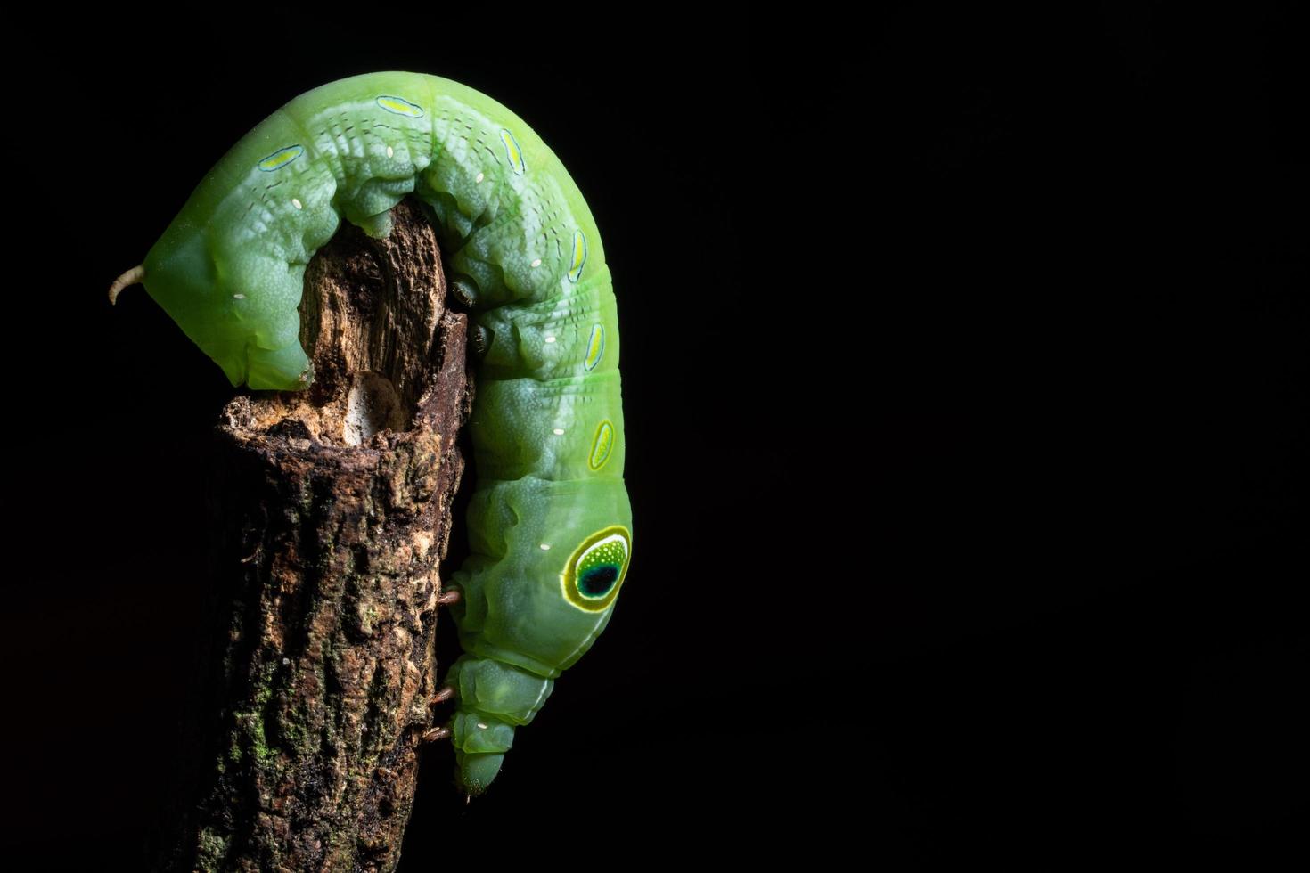 grüner Wurm auf einem Ast foto