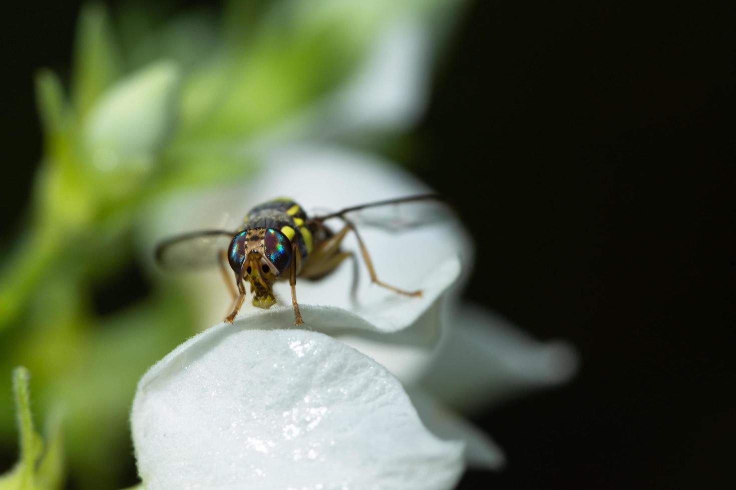 Fruchtfliege auf einer Blume foto