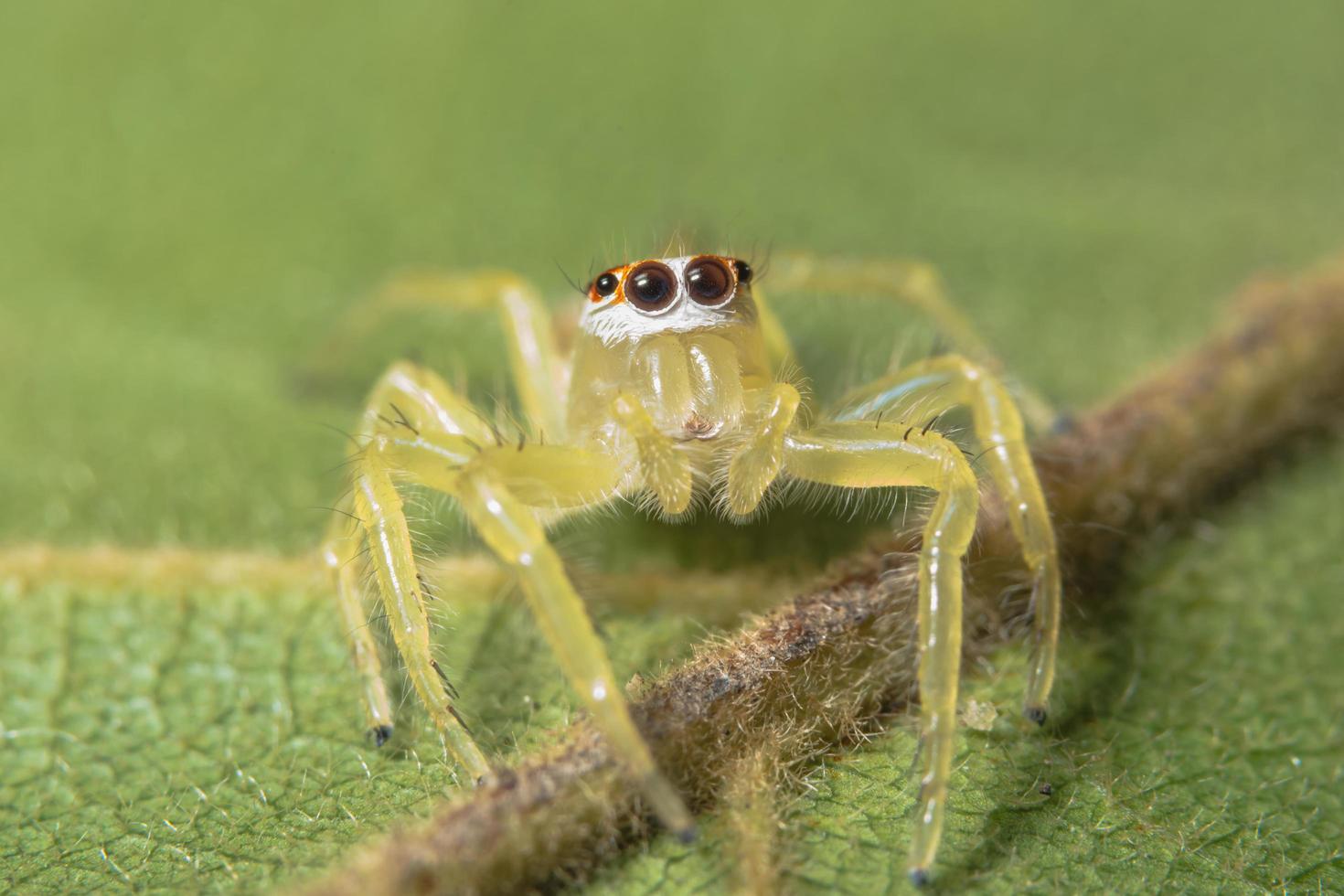 gelbe Spinne auf grünem Blatt foto