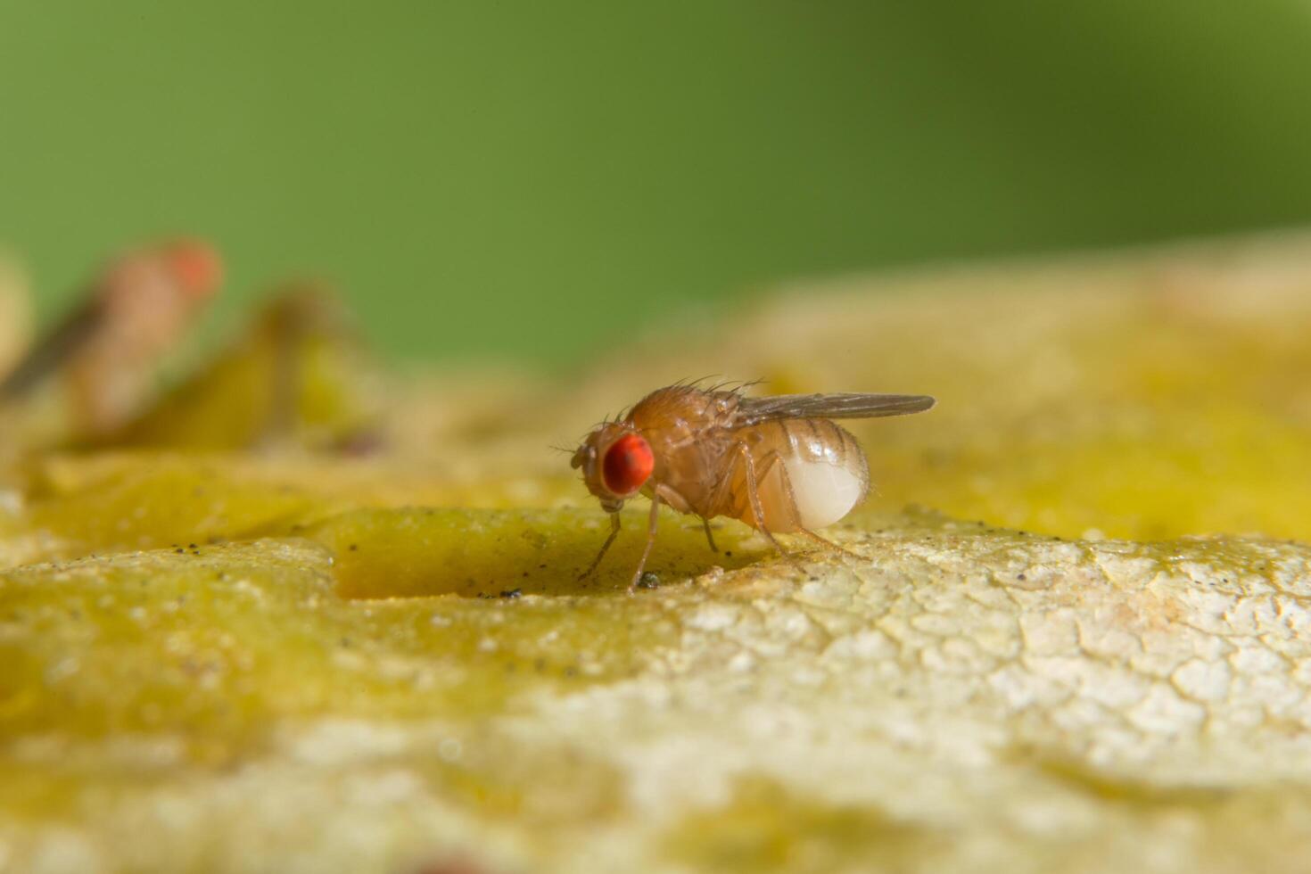 Drosophila an einer Pflanze foto