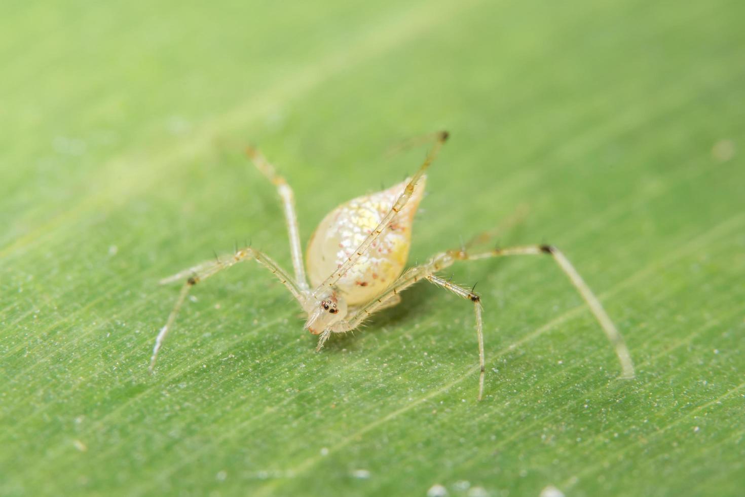 gelbe Spinne auf grünem Blatt foto