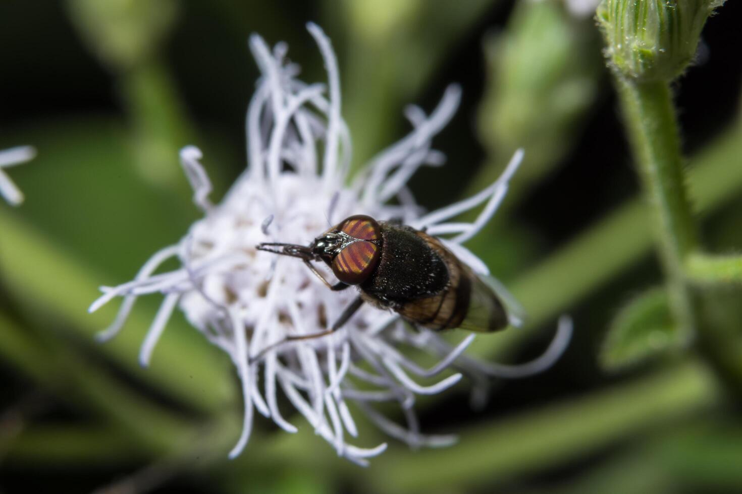 Syrphidae auf einer Blume foto