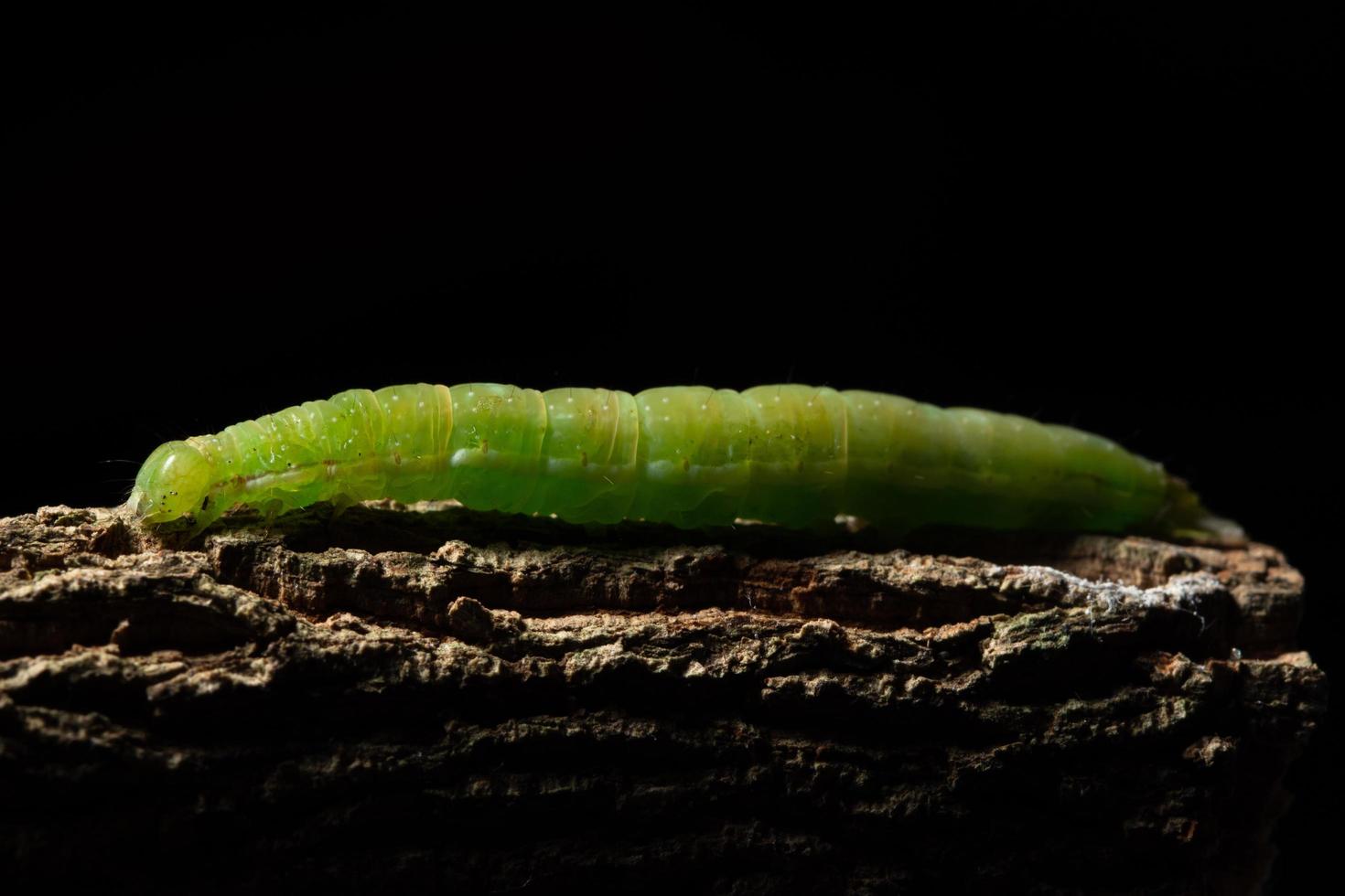 Wurm auf einem Ast foto