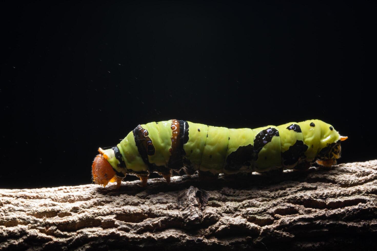 grüner Wurm auf einem Ast foto