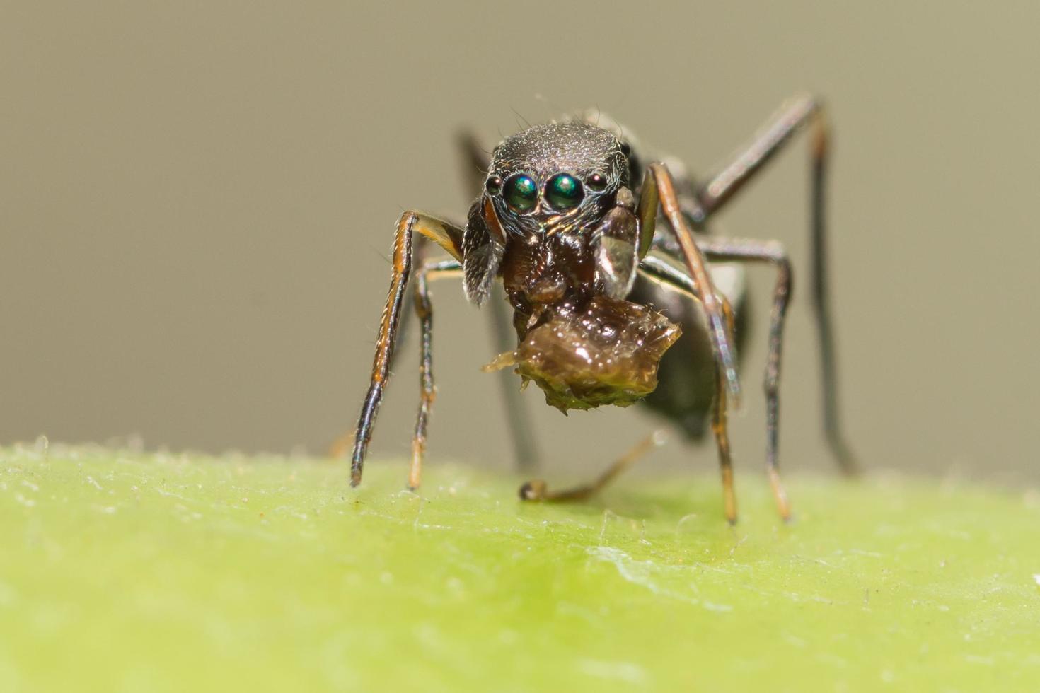 riesige ameisenähnliche springende Spinne Nahaufnahme foto