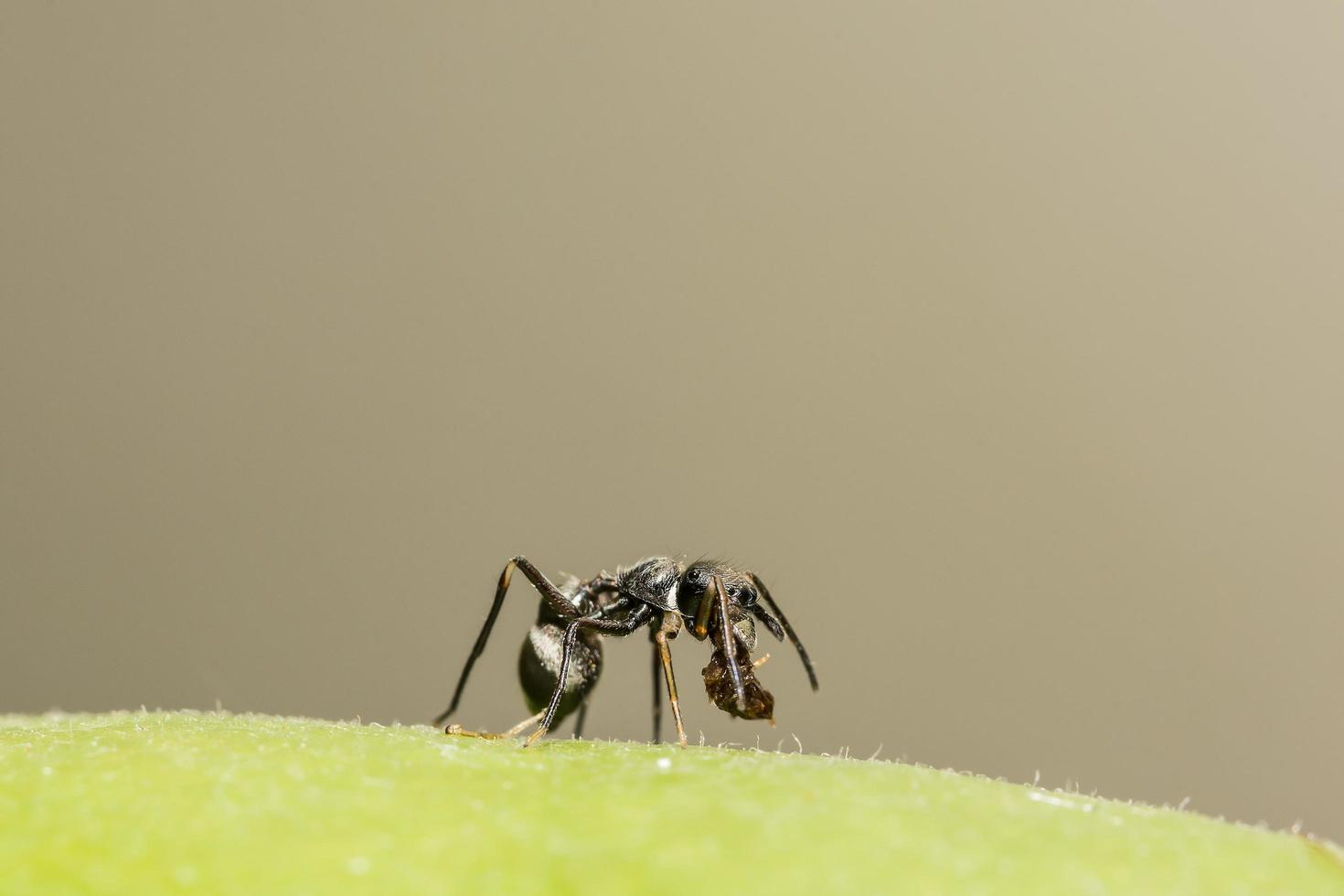 riesige ameisenähnliche springende Spinne Nahaufnahme foto