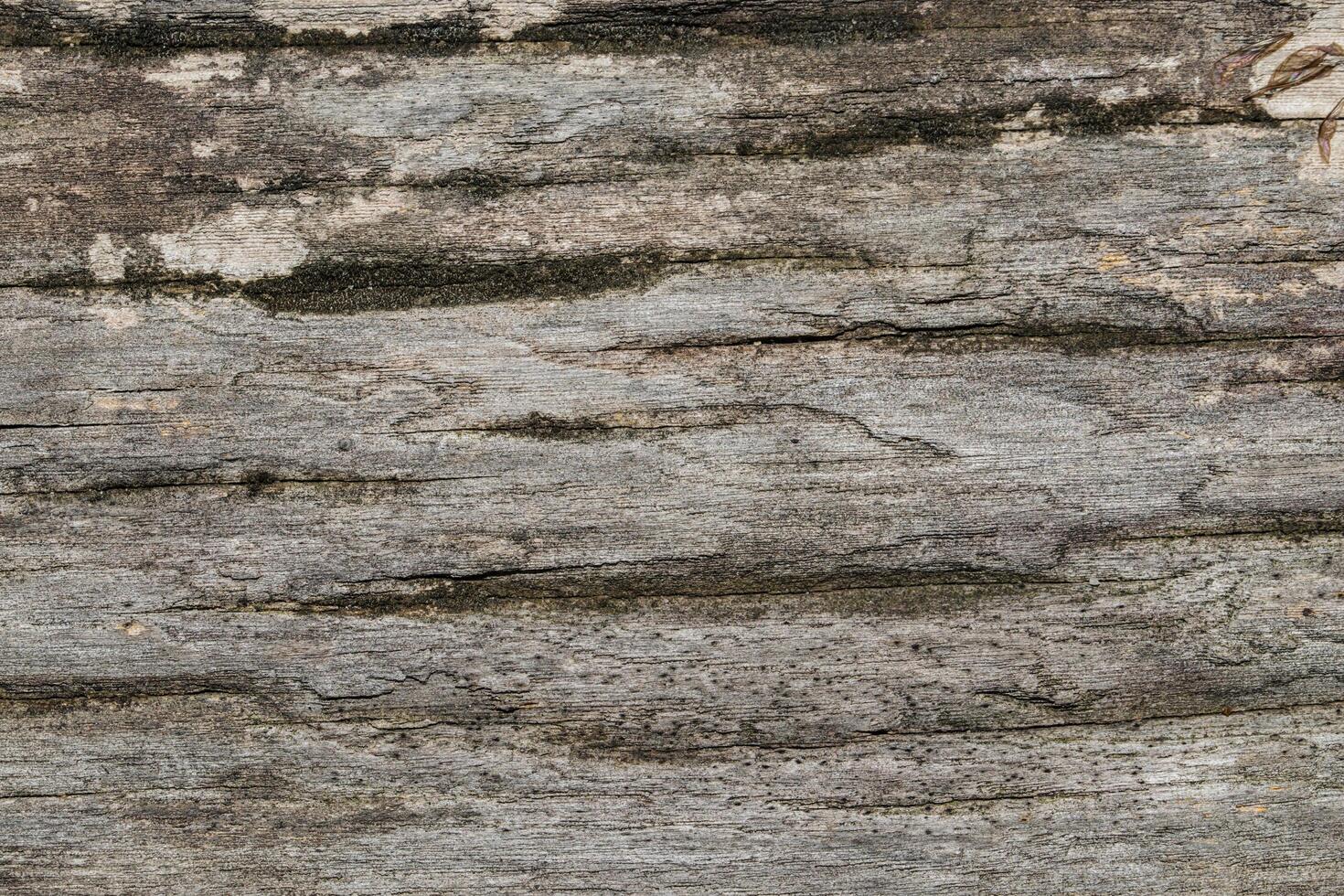 Holz Textur Hintergrund foto