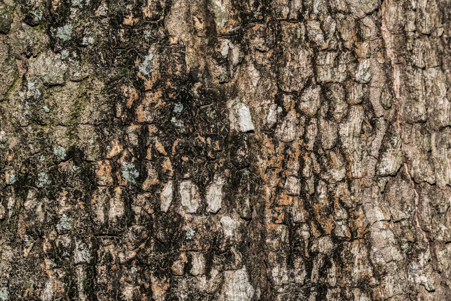 Holz Textur Hintergrund foto