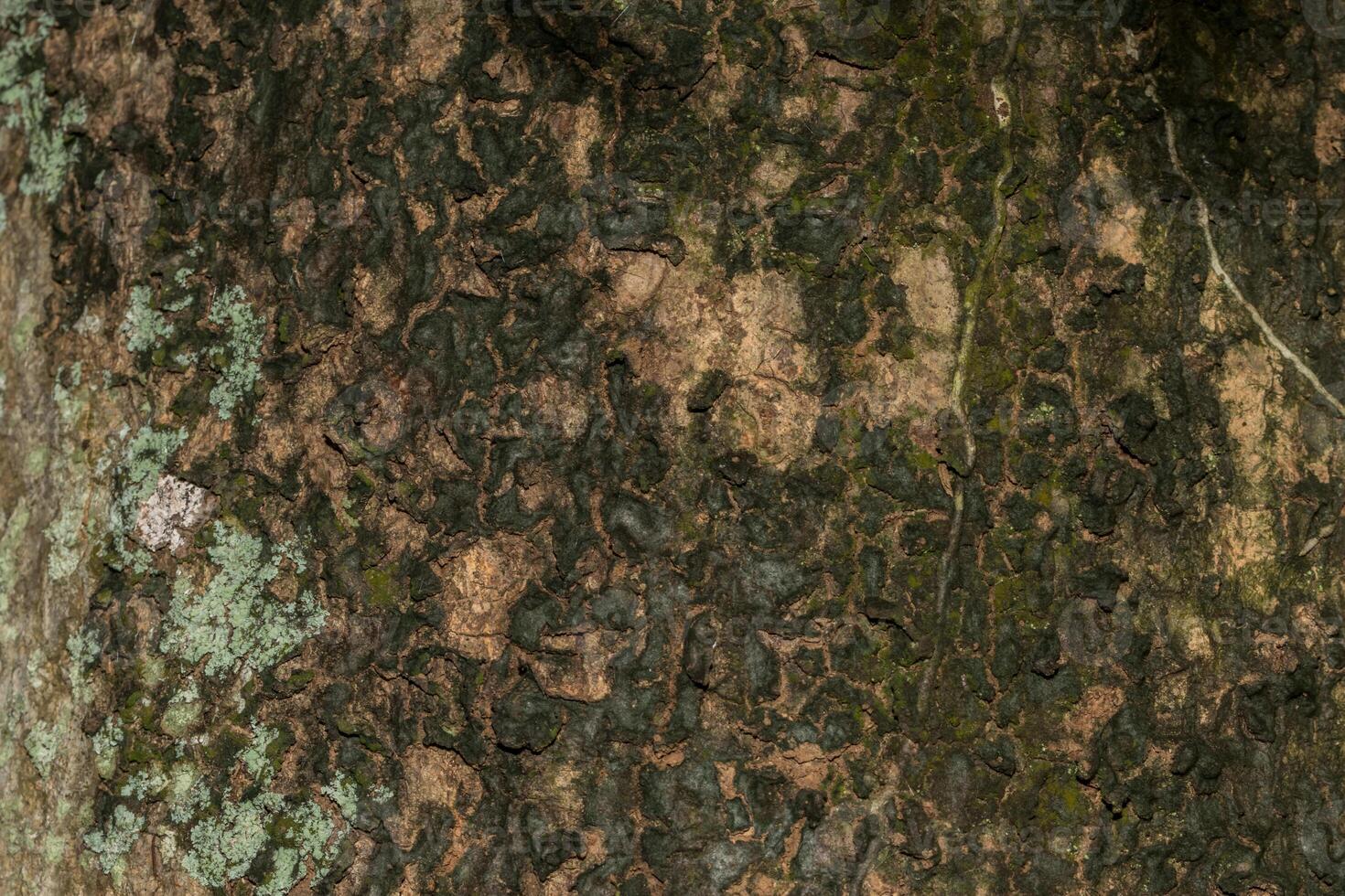 Holz Textur Hintergrund foto