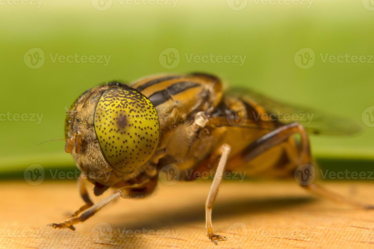 Tabanus Sulcifrons Insekten-Nahaufnahme foto