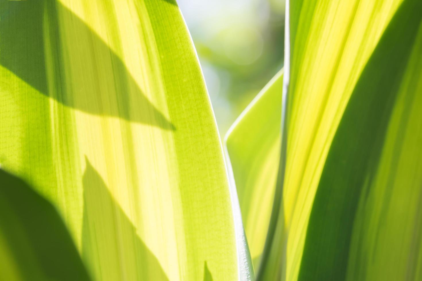 grünes Blatt, Nahaufnahmefoto foto