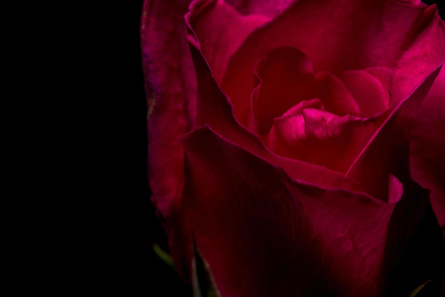 schöne rote Rosen, Nahaufnahme foto