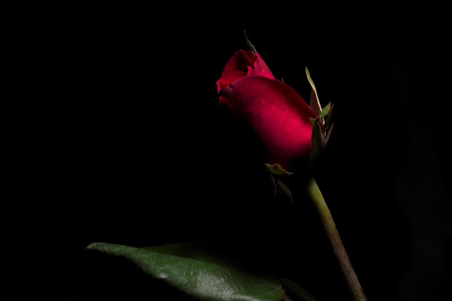 schöne rote Rosen auf schwarzem Hintergrund foto