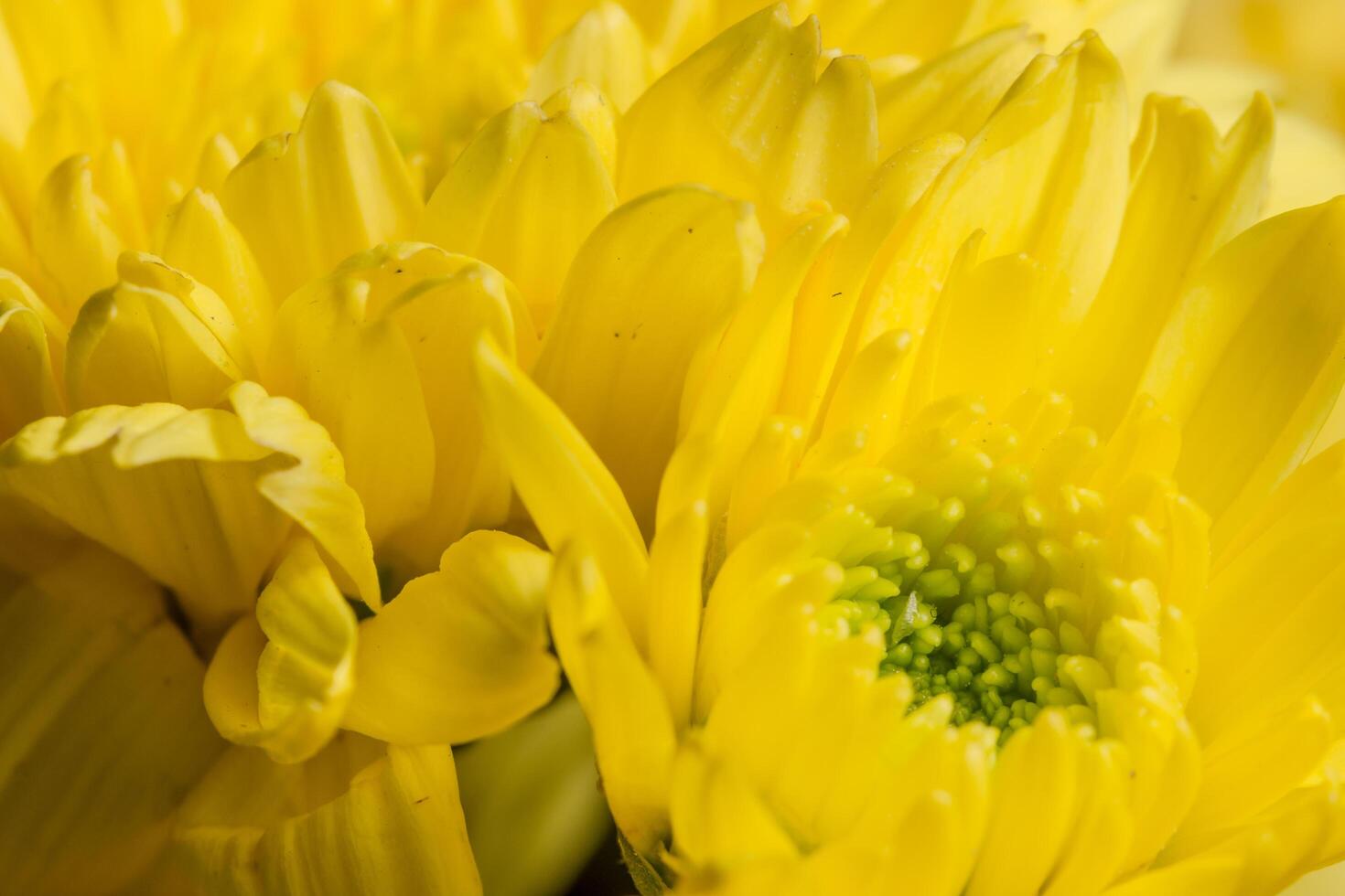 gelbe Chrysanthemenblume foto