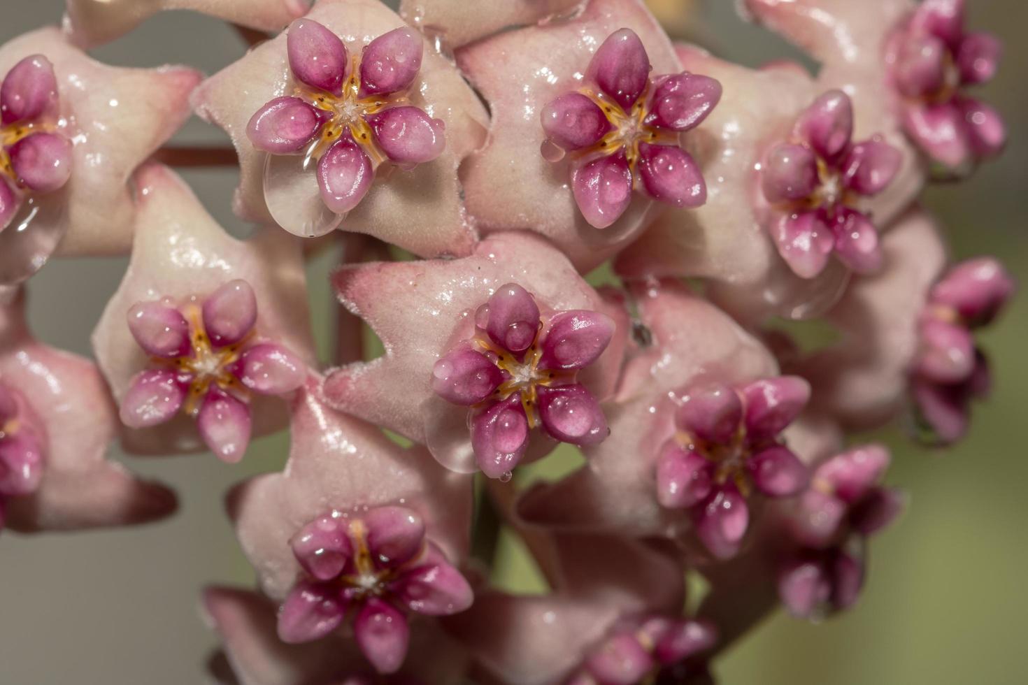 Hoya Blume auf schwarzem Hintergrund foto