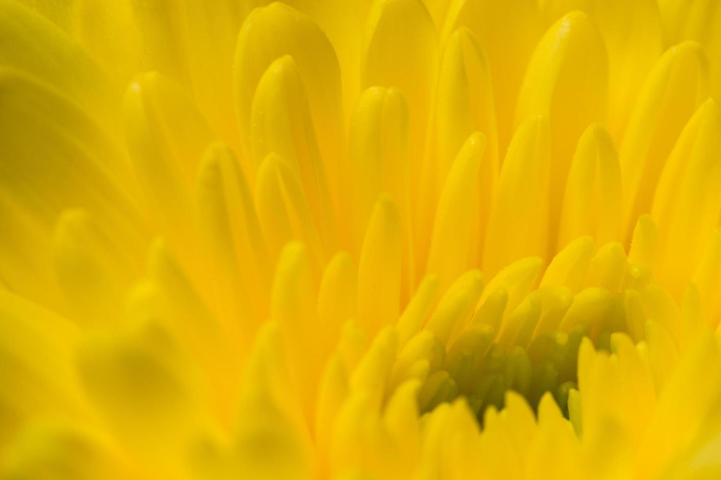 gelbe Chrysanthemenblume foto