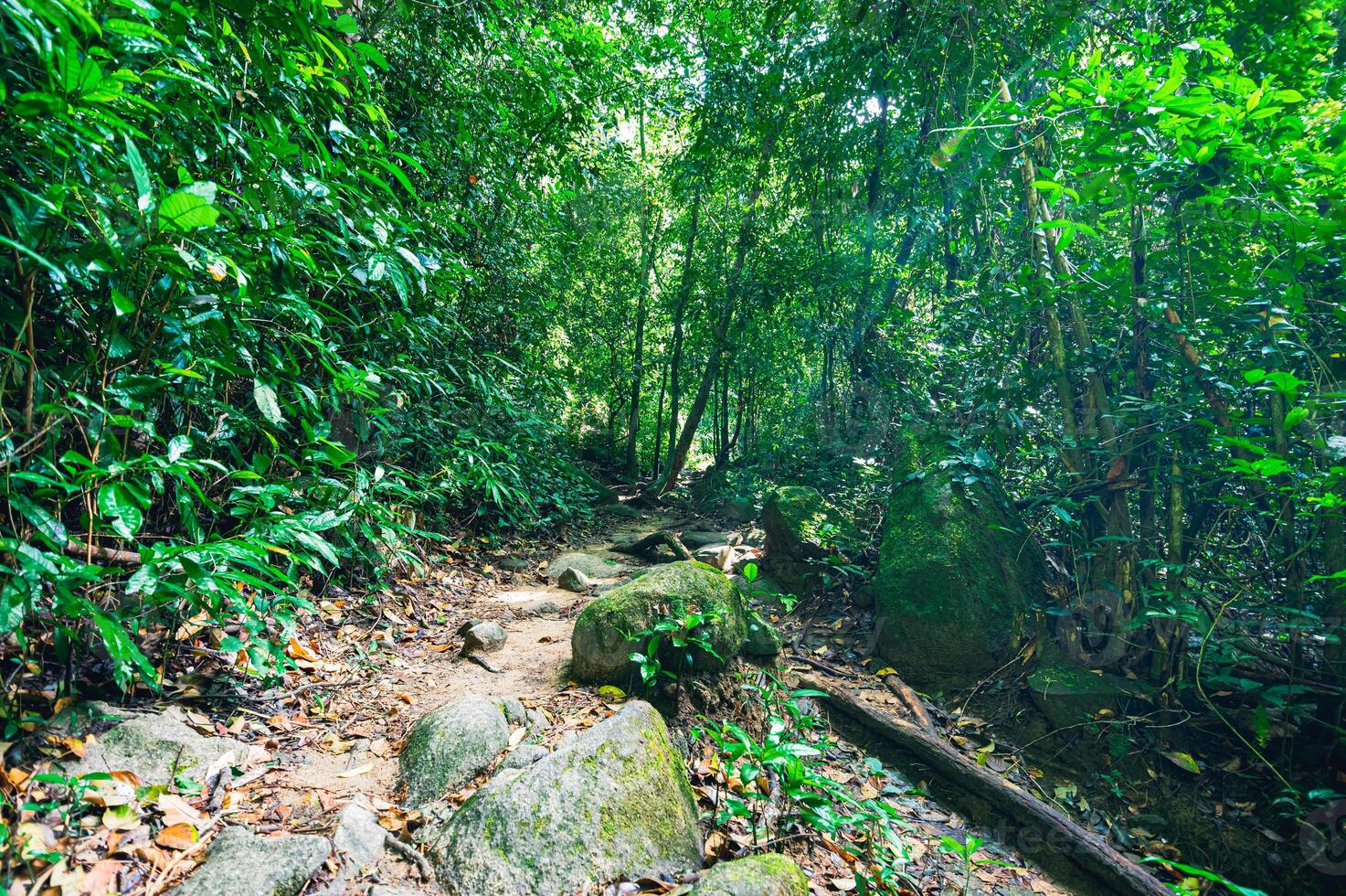 üppige tropische Waldvegetation foto